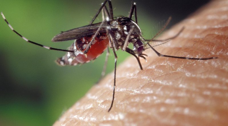 wie gefährlich ist das zika virus - mücke