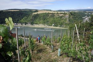 Weinanbaugebiet Mittelrhein